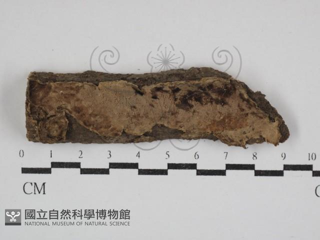 登錄號:F0030682藏品圖，第1張