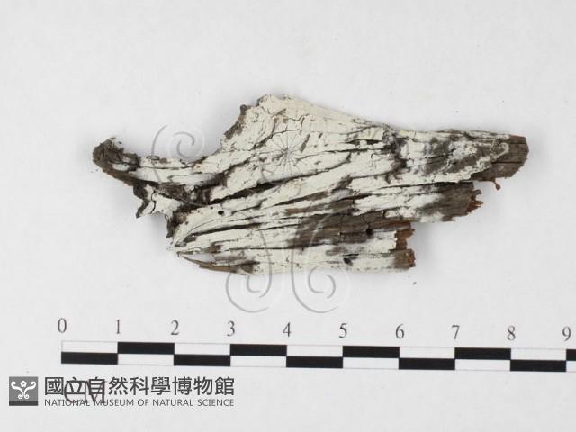 絲齒菌屬藏品圖，第1張