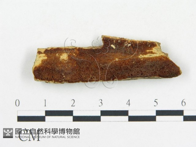 登錄號:F0006682藏品圖，第1張