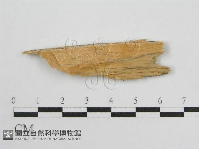 登錄號:F0016682藏品圖，第1張