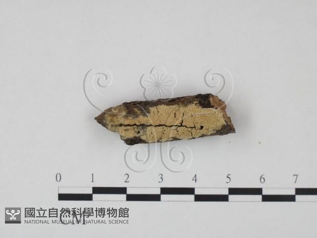 登錄號:F0021682藏品圖，第1張