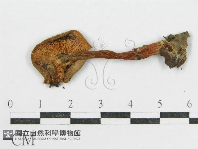 登錄號:F0001682藏品圖，第1張