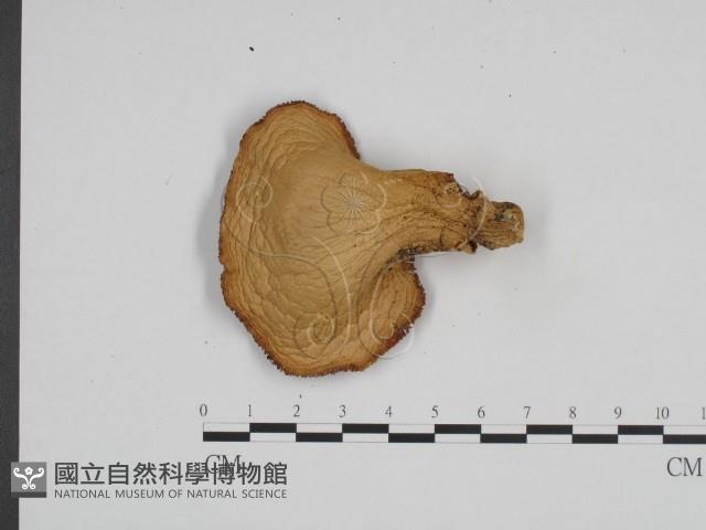 登錄號:F0024682藏品圖，第1張