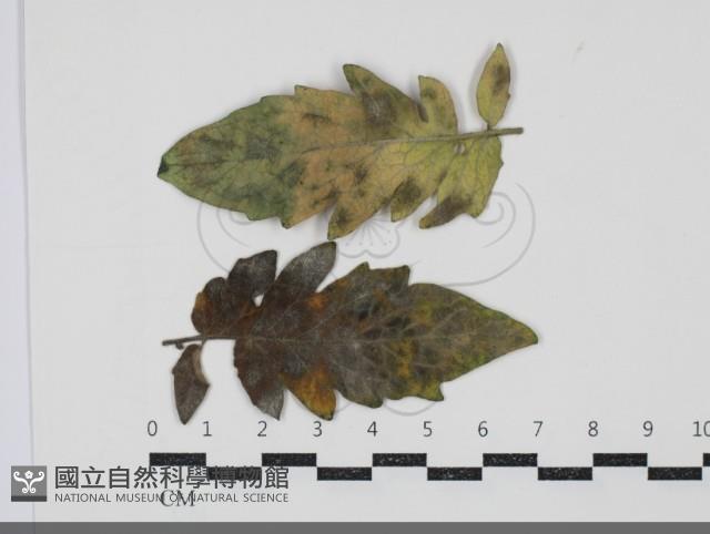 登錄號:F0034682藏品圖，第1張