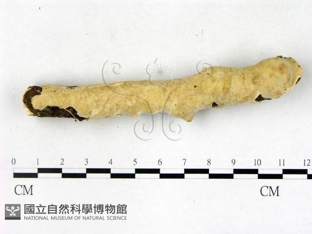 顯絲菌屬藏品圖，第1張