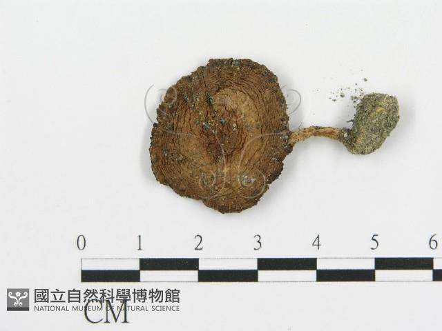 傘菌屬藏品圖，第1張