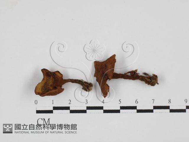 登錄號:F0027682藏品圖，第1張