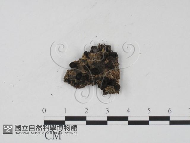 登錄號:F0007682藏品圖，第1張