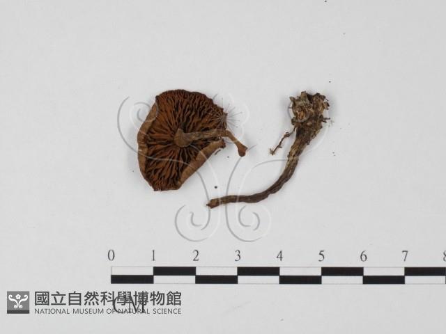 登錄號:F0025682藏品圖，第1張