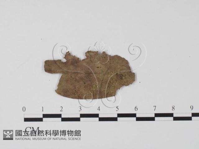 登錄號:F0005682藏品圖，第1張