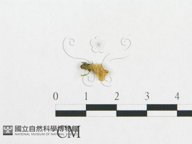 登錄號:F0015682藏品圖，第1張