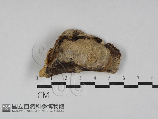 纖孔菌屬藏品圖，第1張