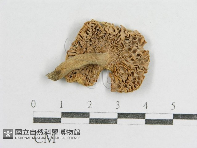紅菇屬藏品圖，第1張