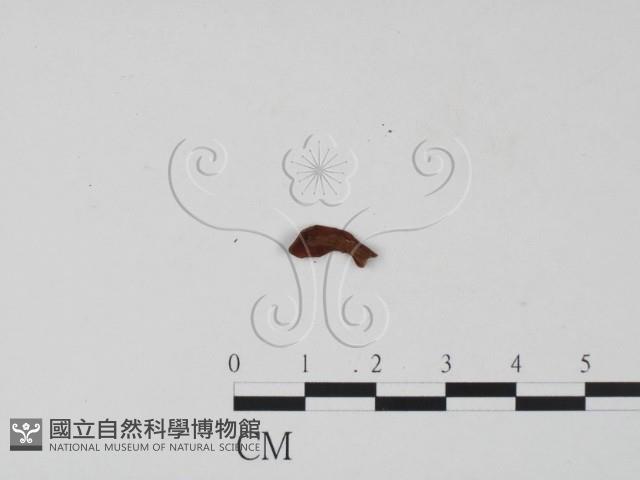 登錄號:F0019682藏品圖，第1張