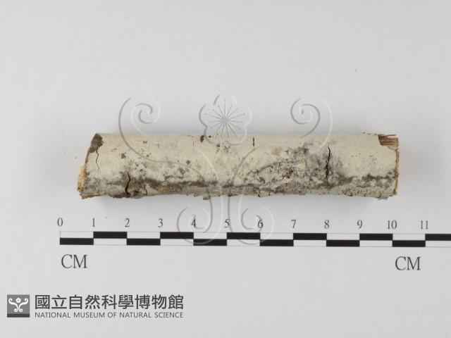 登錄號:F0013682藏品圖，第1張