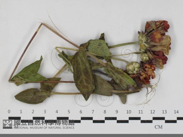 登錄號:F0033682藏品圖，第1張