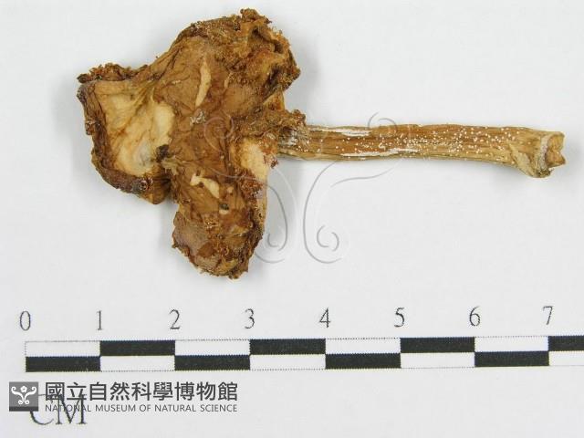 登錄號:F0008482藏品圖，第1張