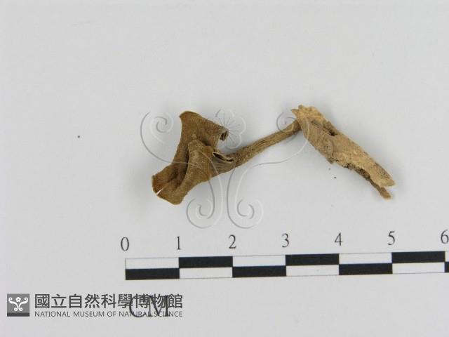 登錄號:F0020482藏品圖，第1張