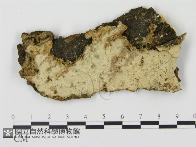 登錄號:F0000482藏品圖，第1張