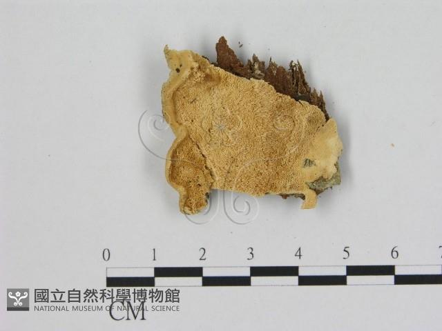 登錄號:F0006482藏品圖，第1張