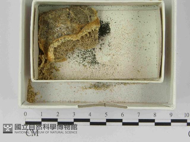 登錄號:F0021482藏品圖，第1張