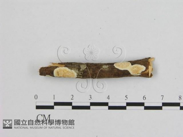 登錄號:F0001482藏品圖，第1張