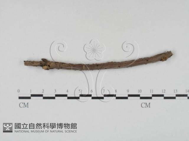 登錄號:F0011482藏品圖，第1張