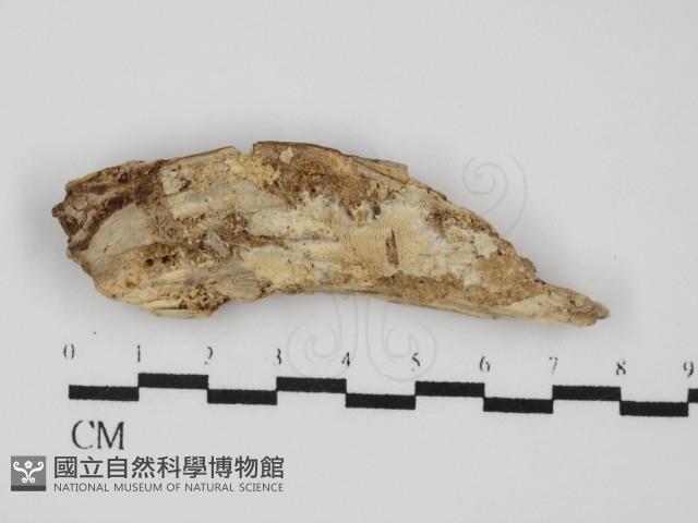 登錄號:F0031482藏品圖，第1張