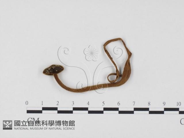 登錄號:F0024482藏品圖，第1張