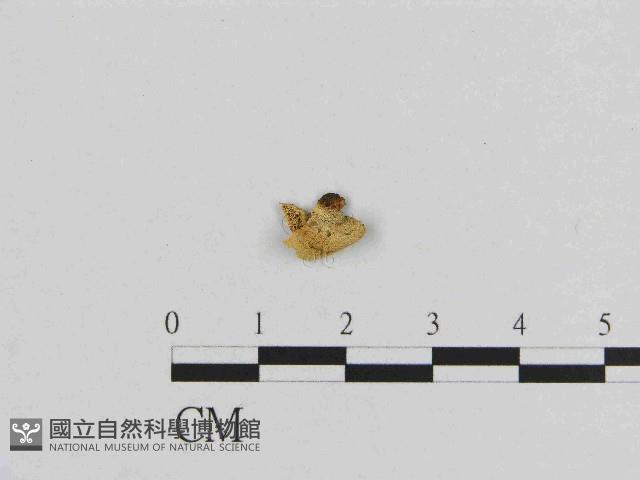 登錄號:F0014482藏品圖，第1張