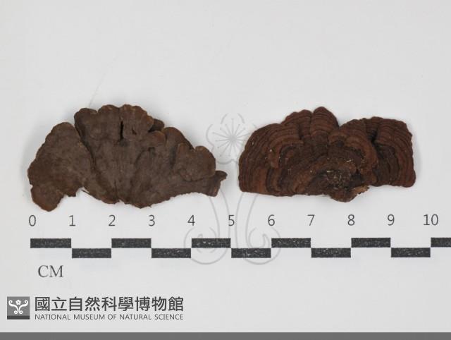 刺革菌屬藏品圖，第1張