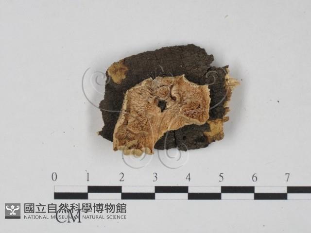 登錄號:F0022482藏品圖，第1張