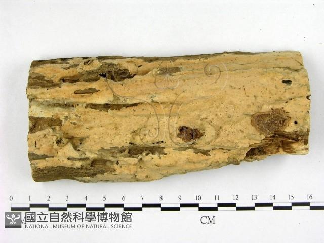 登錄號:F0002482藏品圖，第1張