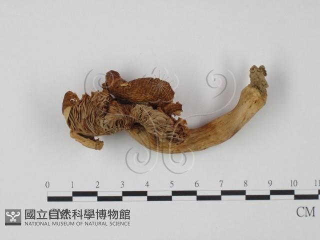 登錄號:F0012482藏品圖，第1張