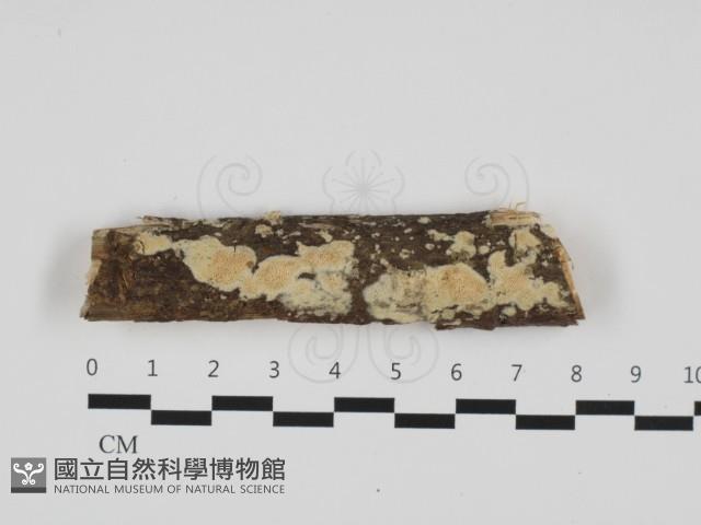 登錄號:F0032482藏品圖，第1張
