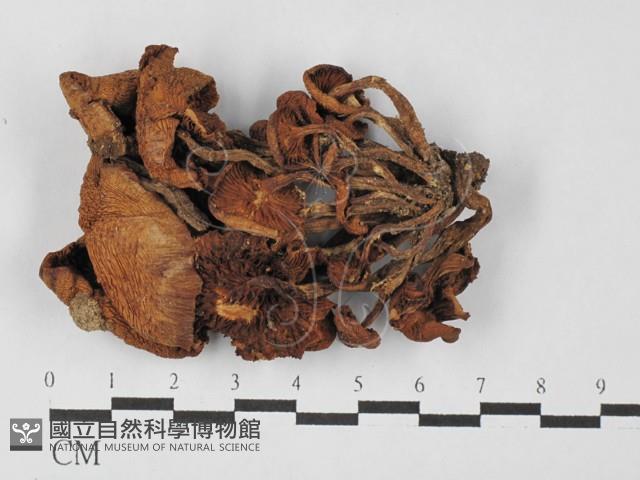 登錄號:F0027482藏品圖，第1張