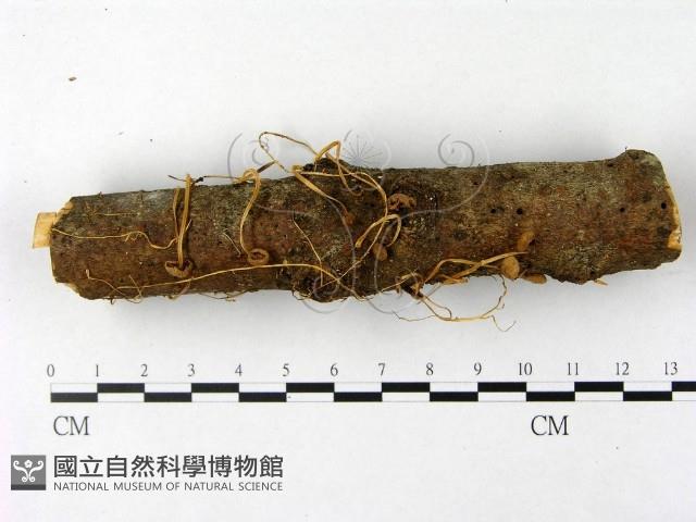 登錄號:F0007482藏品圖，第1張