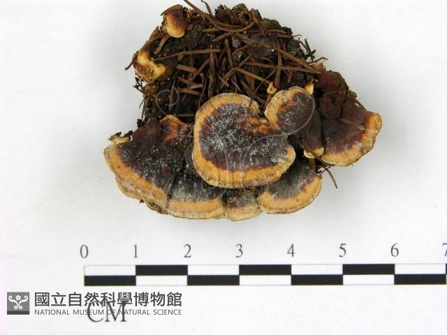 登錄號:F0017482藏品圖，第1張