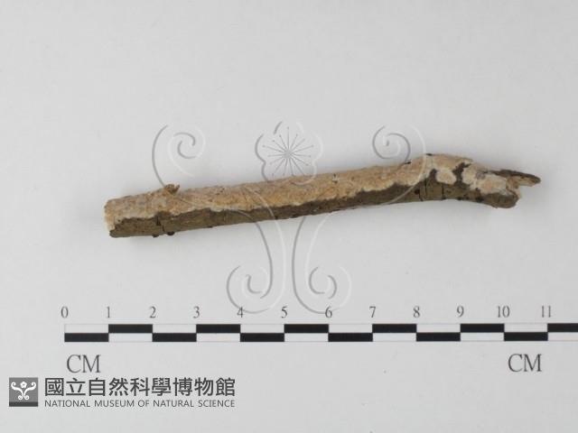 登錄號:F0025482藏品圖，第1張