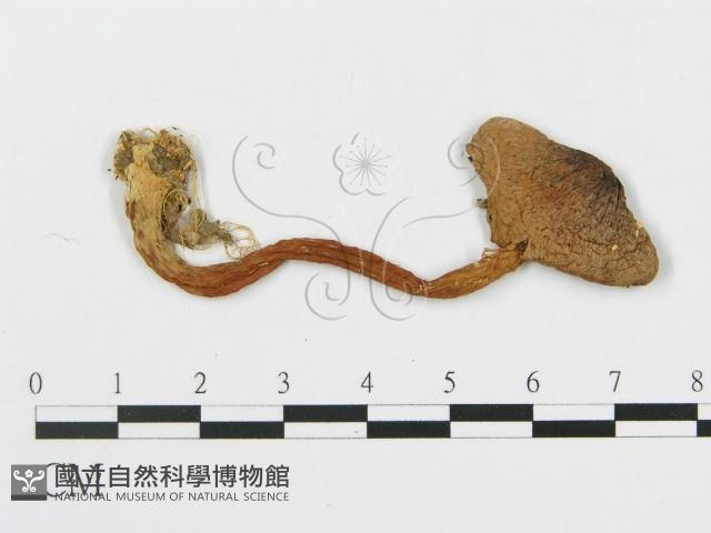 登錄號:F0005482藏品圖，第1張