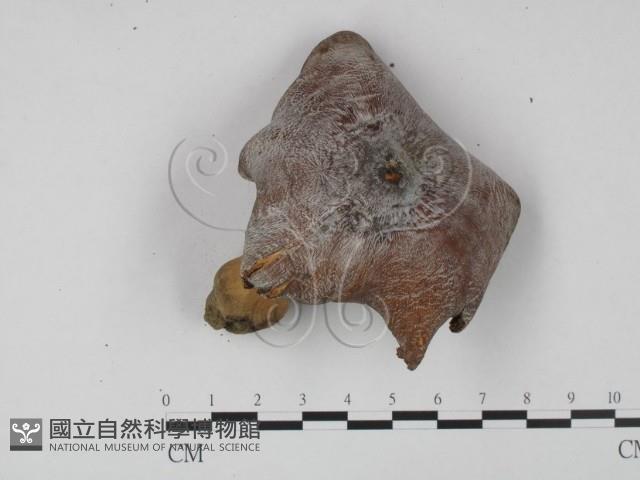 登錄號:F0015482藏品圖，第1張