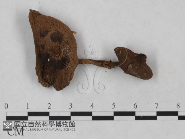 登錄號:F0023482藏品圖，第1張