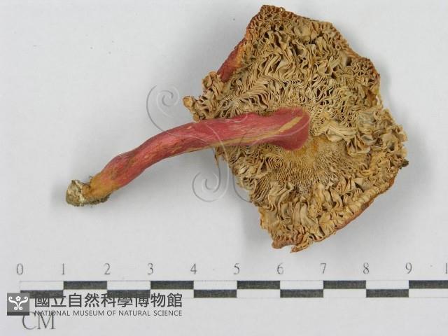 紅菇屬藏品圖，第1張