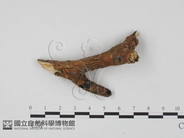 登錄號:F0013482藏品圖，第1張