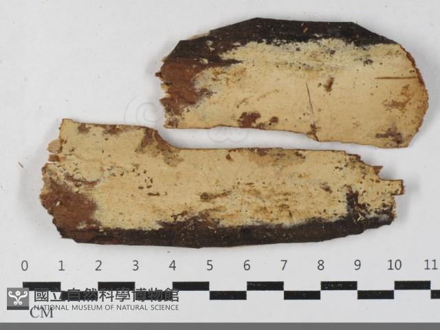 絲皮菌屬藏品圖，第1張