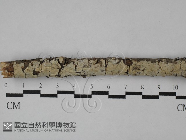 登錄號:F0028782藏品圖，第1張