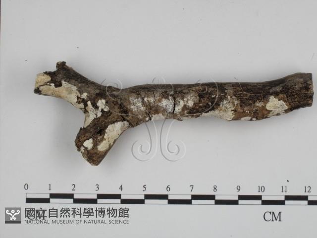 登錄號:F0008782藏品圖，第1張