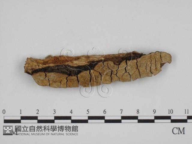 登錄號:F0018782藏品圖，第1張