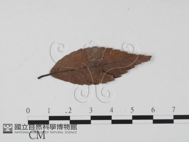登錄號:F0020782藏品圖，第1張