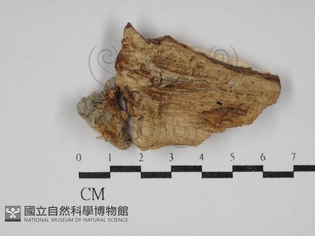 登錄號:F0030782藏品圖，第1張